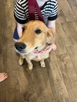 FULL AKC FEMALE-Ruth, a female Golden Retriever for sale in Dallas, TX – 1 of 4