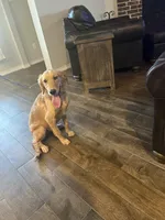 AKC FEMALE, a female Golden Retriever for sale in Royse City, TX – 9 of 10