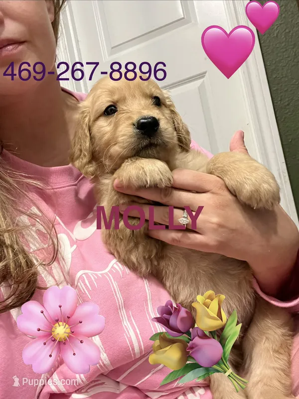 AKC MOLLY – Golden Retriever puppy for sale in Rockwall, TX