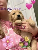 AKC MOLLY, a female Golden Retriever for sale in Rockwall, TX – 1 of 1