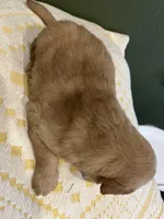 AKC RIVER 469-267-8896, a male Golden Retriever for sale in Rockwall, TX – Photo 2 of 2