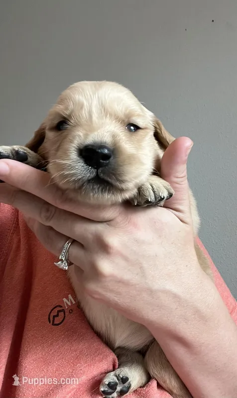 AKC MALE 469-267-8896 – Golden Retriever puppy for sale in Rockwall, TX