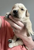 AKC MALE 469-267-8896, a male Golden Retriever for sale in Rockwall, TX – Photo 4 of 6