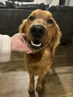 AKC RED MALE, a male Golden Retriever for sale in Rockwall, TX – Photo 6 of 10