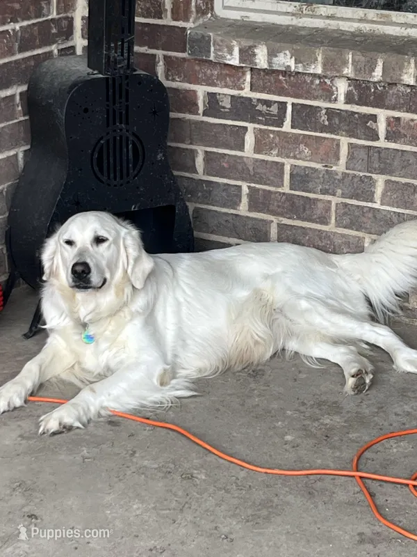 AKC EUROPEAN ELSA INTACT 469-267-8896 – English Cream Golden Retriever puppy for sale in Rockwall, TX