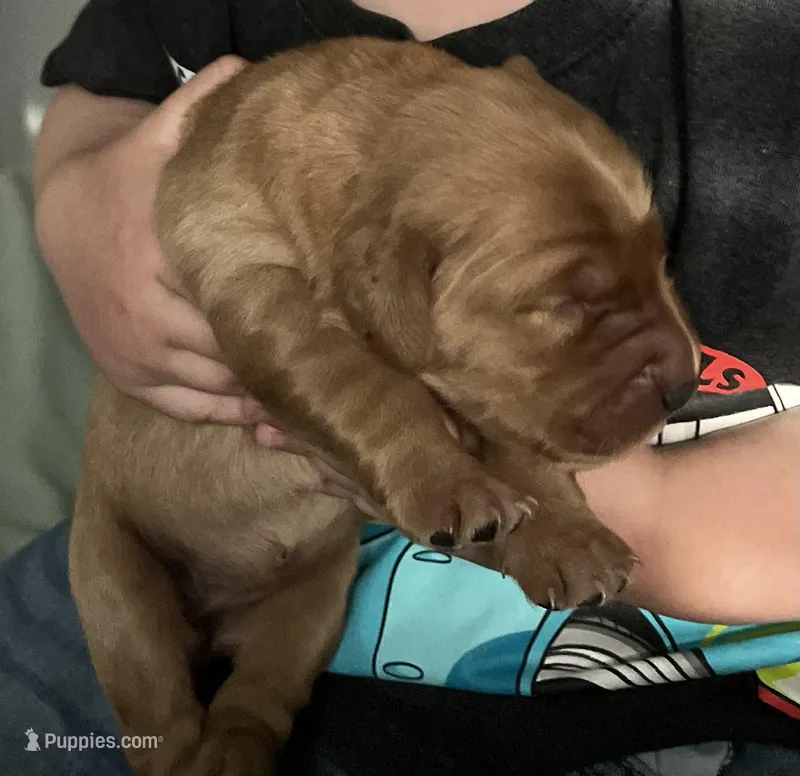 AKC RED MALE – Golden Retriever puppy for sale in Rockwall, TX