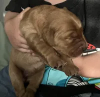 AKC RED MALE, a male Golden Retriever for sale in Rockwall, TX – Photo 1 of 10