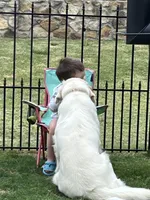 AKC EUROPEAN ELSA INTACT 469-267-8896, a female English Cream Golden Retriever for sale in Rockwall, TX – Photo 4 of 9