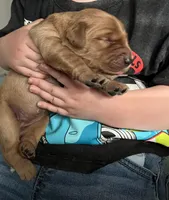 AKC RED MALE, a male Golden Retriever for sale in Rockwall, TX – Photo 5 of 10