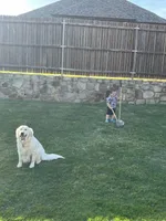 AKC EUROPEAN ELSA INTACT 469-267-8896, a female English Cream Golden Retriever for sale in Rockwall, TX – Photo 6 of 9