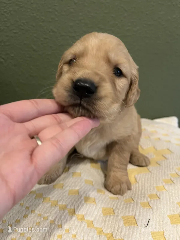 AKC RIVER 469-267-8896 – Golden Retriever puppy for sale in Rockwall, TX