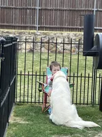 AKC EUROPEAN ELSA INTACT 469-267-8896, a female English Cream Golden Retriever for sale in Rockwall, TX – Photo 5 of 9