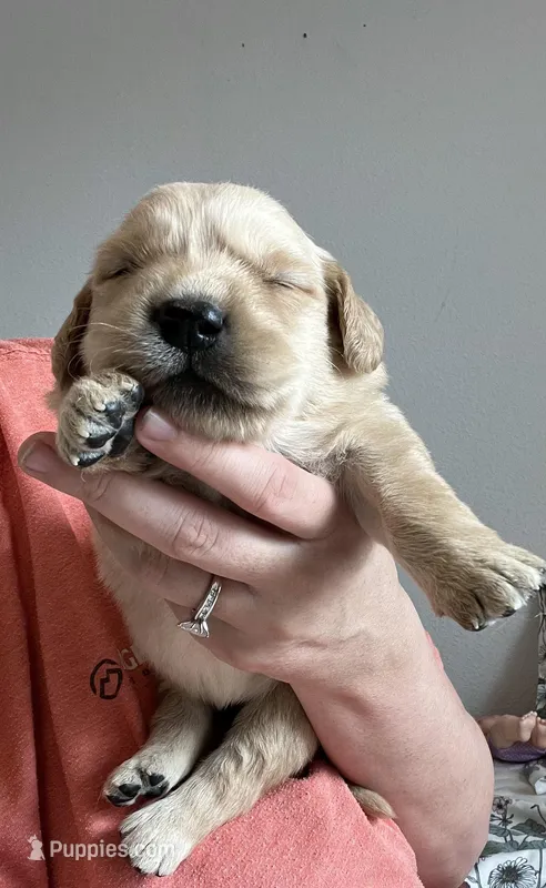 AKC MALE 469-267-8896 – Golden Retriever puppy for sale in Rockwall, TX