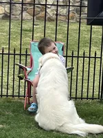 AKC EUROPEAN ELSA INTACT 469-267-8896, a female English Cream Golden Retriever for sale in Rockwall, TX – Photo 3 of 9