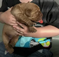 AKC RED MALE, a male Golden Retriever for sale in Rockwall, TX – Photo 3 of 10