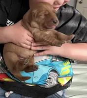 AKC RED MALE, a male Golden Retriever for sale in Rockwall, TX – Photo 2 of 10