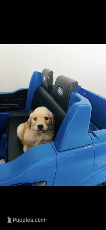 AKC MILO-PUPPY SHOTS COMPLETE AND CRATE TRAINED – Golden Retriever puppy for sale in Rockwall, TX