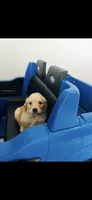 AKC MILO-PUPPY SHOTS COMPLETE AND CRATE TRAINED, a male Golden Retriever for sale in Rockwall, TX – 1 of 1