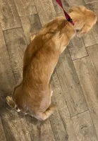 FULL AKC-HOUSEBROKEN AND VACCINATED , a female Golden Retriever for sale in Dallas, TX – 2 of 2