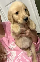 AKC MAGGIE, a female Golden Retriever for sale in Rockwall, TX – 3 of 3