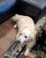 FULL AKC ISABELLA, a female English Cream Golden Retriever for sale in Dallas, TX – 4 of 4