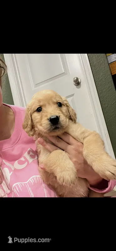 FULL AKC WILLOW – Golden Retriever puppy for sale in Rockwall, TX