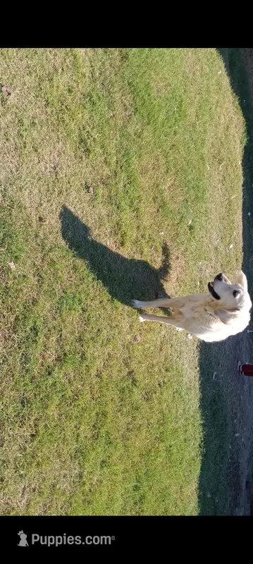Isabella – English Cream Golden Retriever puppy for sale in Dallas, TX