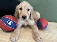 FULL AKC RILEY-CRATE TRAINED AND COMPLETELY VACCINATED , a male Golden Retriever for sale in Rockwall, TX – 1 of 2