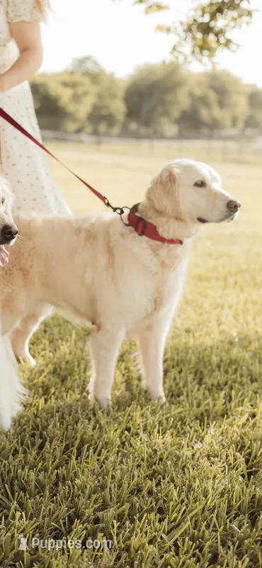 AKC BELLA – English Cream Golden Retriever puppy for sale in Royse City, TX