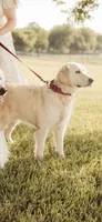 AKC BELLA, a female English Cream Golden Retriever for sale in Royse City, TX – 1 of 2
