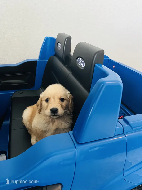AKC MILO – English Cream Golden Retriever puppy for sale in Rockwall, TX