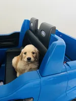 AKC MILO, a male English Cream Golden Retriever for sale in Rockwall, TX – 1 of 2