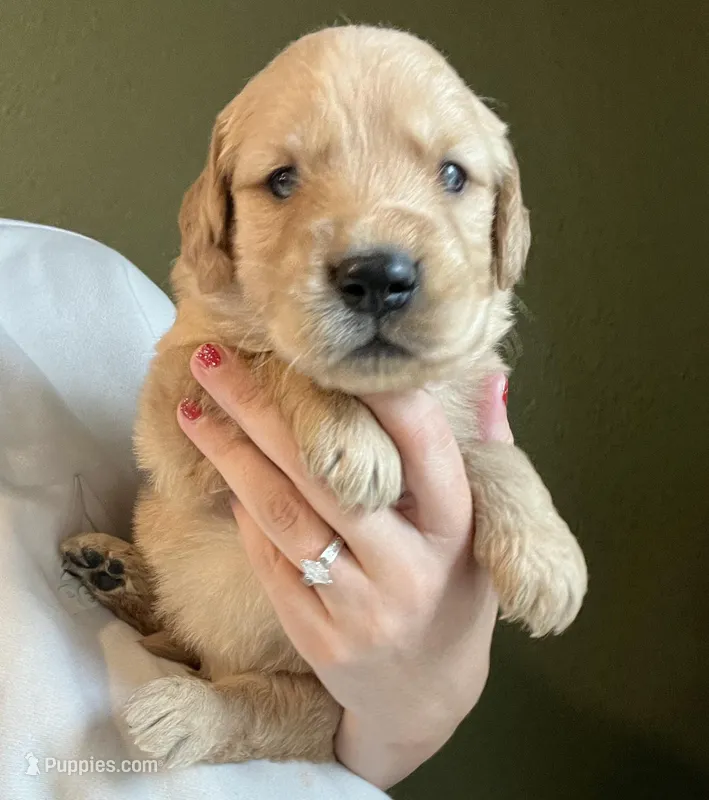 AKC EUROPEAN MALE 469.267.8896 – Golden Retriever puppy for sale in Rockwall, TX