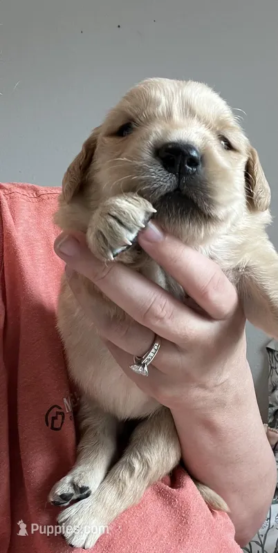 AKC EUROPEAN 469.267.8896 – Golden Retriever puppy for sale in Rockwall, TX