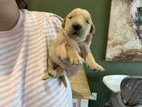 AKC EUROPEAN 469.267.8896, a male English Cream Golden Retriever for sale in Rockwall, TX – Photo 5 of 6