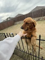 AKC EUROPEAN ENGLISH CREAM PUPPY, a male English Cream Golden Retriever for sale in Rockwall, TX – Photo 8 of 8