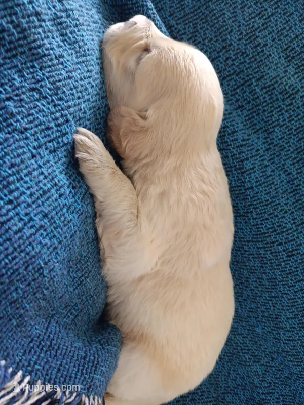 AKC EUROPEAN ENGLISH CREAM PUPPY – English Cream Golden Retriever puppy for sale in Rockwall, TX