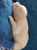 AKC EUROPEAN ENGLISH CREAM PUPPY, a male English Cream Golden Retriever for sale in Rockwall, TX – Photo 1 of 8