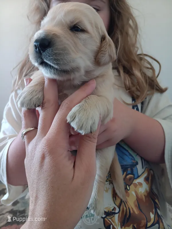 AKC EUROPEAN ENGLISH CREAM PUPPY – English Cream Golden Retriever puppy for sale in Rockwall, TX