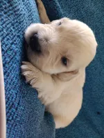 AKC EUROPEAN ENGLISH CREAM PUPPY, a male English Cream Golden Retriever for sale in Rockwall, TX – Photo 5 of 8