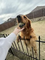 AKC EUROPEAN ENGLISH CREAM PUPPY, a male English Cream Golden Retriever for sale in Rockwall, TX – Photo 7 of 8