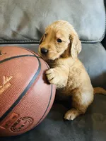 AKC CHARLIE, a male Golden Retriever for sale in Rockwall, TX – 5 of 6
