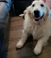 FULL AKC ISABELLA, a female English Cream Golden Retriever for sale in Dallas, TX – 3 of 4