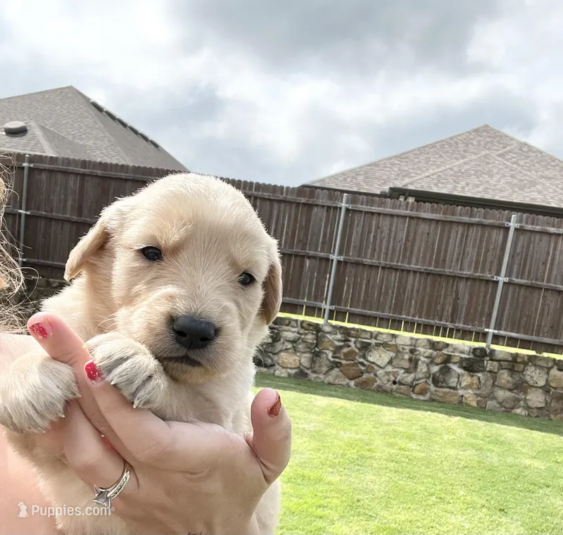 AKC GOOSE, a male Golden Retriever for sale in Rockwall, TX – Photo 1 of 3