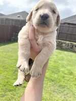 AKC GOOSE, a male Golden Retriever for sale in Rockwall, TX – Photo 3 of 3