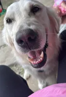 FULL AKC ELSA, a female English Cream Golden Retriever for sale in Dallas, TX – 1 of 2