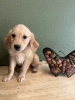 FULL AKC EMMA-PUPPY SHOTS COMPLETE-CRATE TRAINED, a female Golden Retriever for sale in Rockwall, TX – 3 of 3