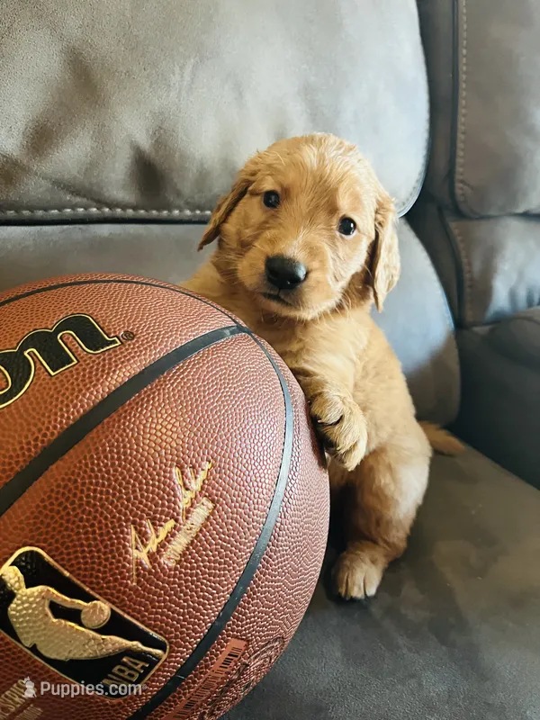 FULL AKC CHARLIE – Golden Retriever puppy for sale in Rockwall, TX
