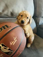 AKC CHARLIE, a male Golden Retriever for sale in Rockwall, TX – 6 of 6