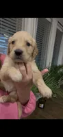 FULL AKC MILO-PUPPY SHOTS COMPLETE AND CRATE TRAINED, a male Golden Retriever for sale in Rockwall, TX – 1 of 3